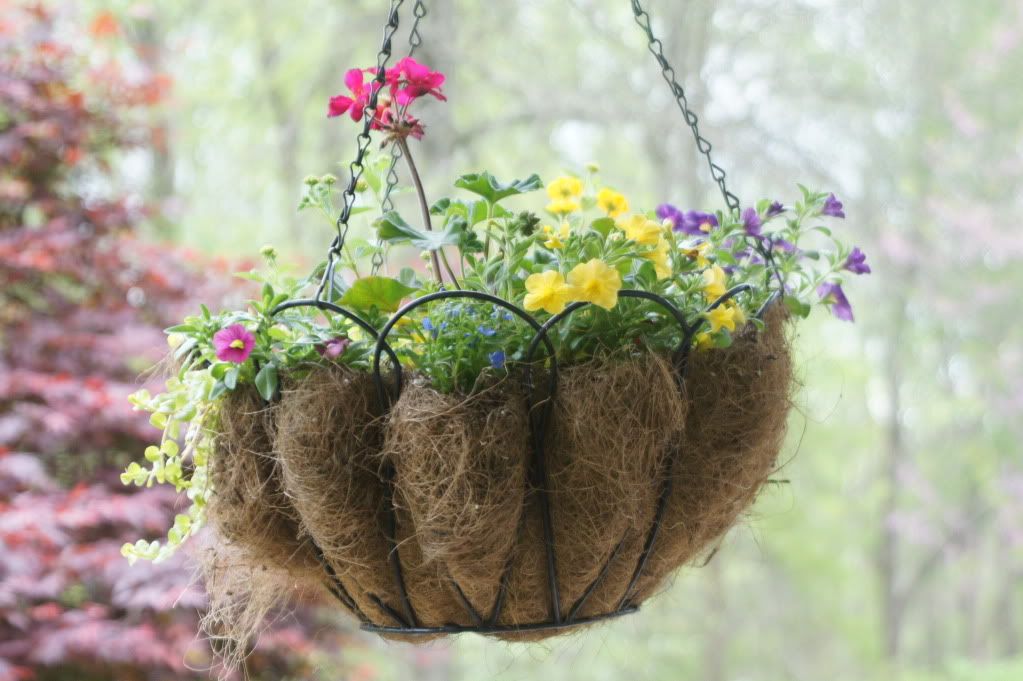 gazebo hanging basket 1, mixed geranium, lantana, million bells, creeping jenny